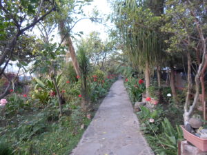 El jardín de la tía Cecilia