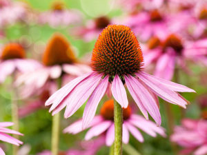 echinacea-640x480